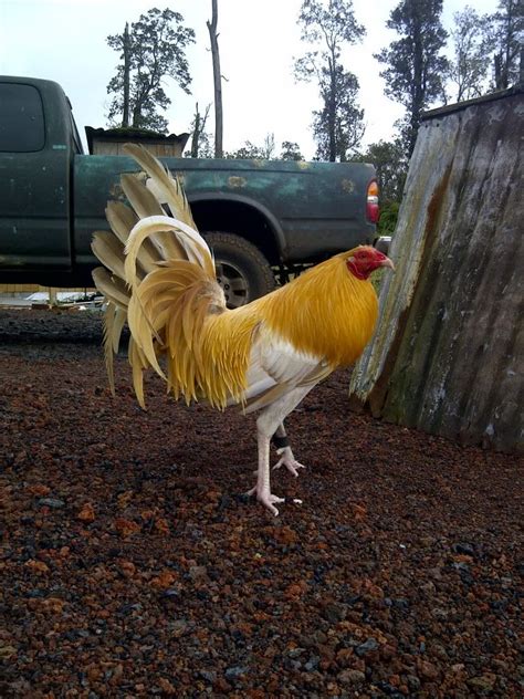 gold gamefowl|white hatch gamefowl.